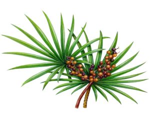 عصاره نخل اره ای