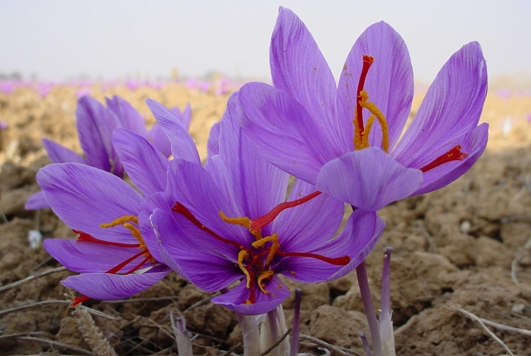 The price of saffron