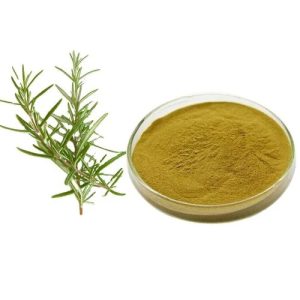عصاره رزماری پودری